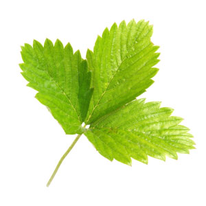 Feuille menthe poivrée