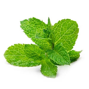 Menthe poivrée